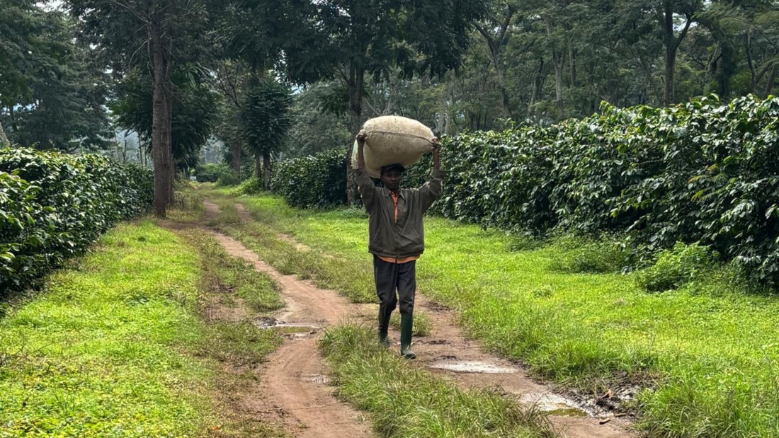 Koffie van de hellingen: dit is de Kilimanjaro Tumaini uit Tanzania.