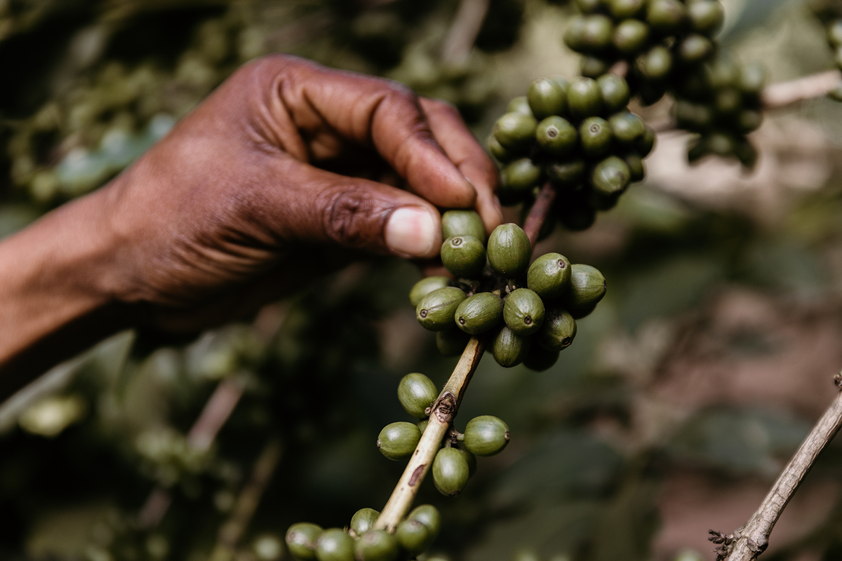 Tanzania Tumaini AA Plus
