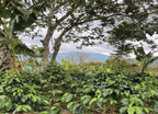 Colombia Finca Las Palmas