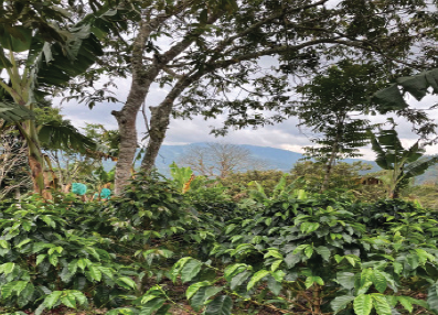 Colombia Finca Las Palmas