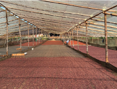Colombia Finca Las Palmas