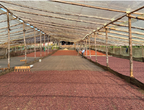 Colombia Finca Las Palmas