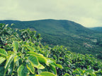 Costa Rica La Pantera Tarrazu