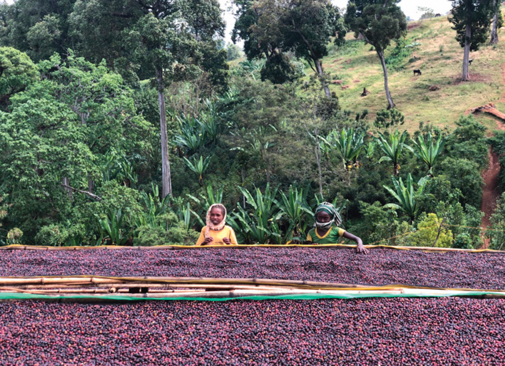 Ethiopia Yirgacheffe Gerse Natural