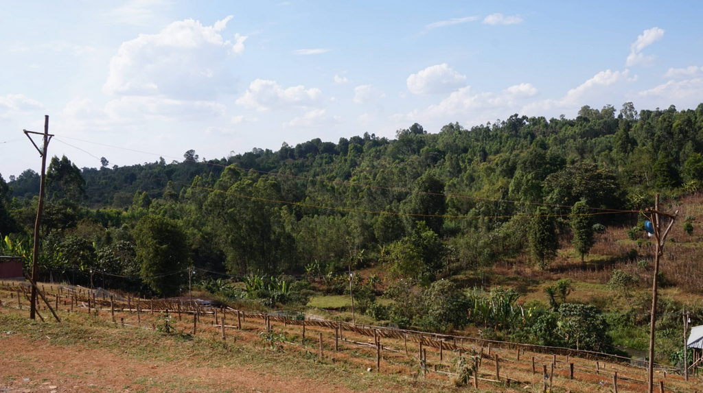 Ethiopia Sidamo Kola Washing Station