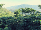 Guatemala Maragogype El Platanillo
