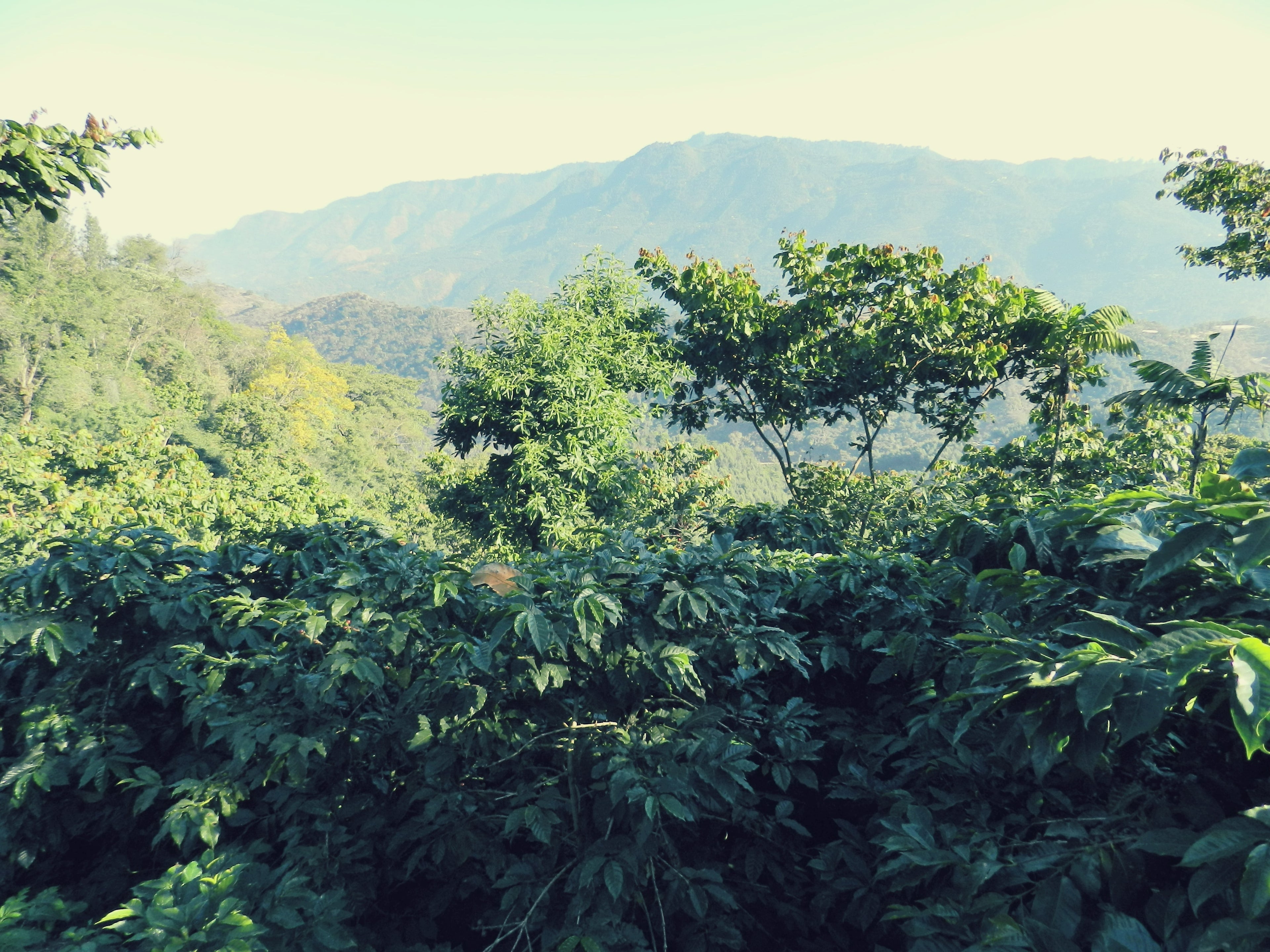 Guatemala Maragogype El Platanillo