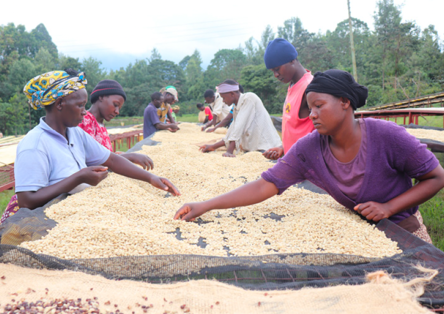 Kenya AA Top Kiri